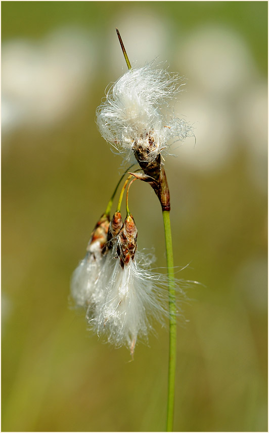 Schmalblättrige Wollgras (Eriophorum angustifolium)