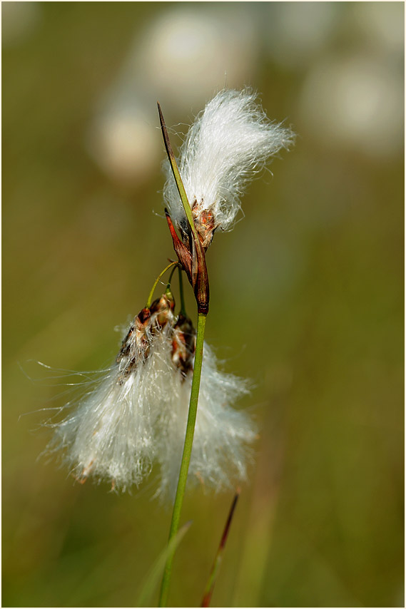 Schmalblättrige Wollgras (Eriophorum angustifolium)