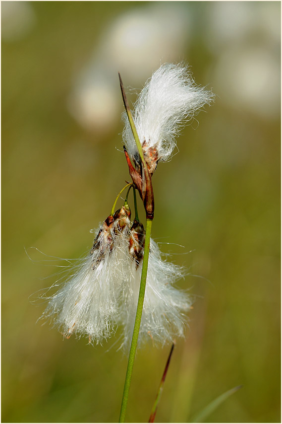 Schmalblättrige Wollgras (Eriophorum angustifolium)