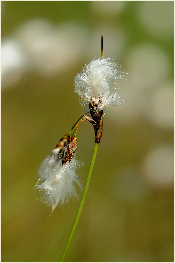 Schmalblättrige Wollgras (Eriophorum angustifolium)