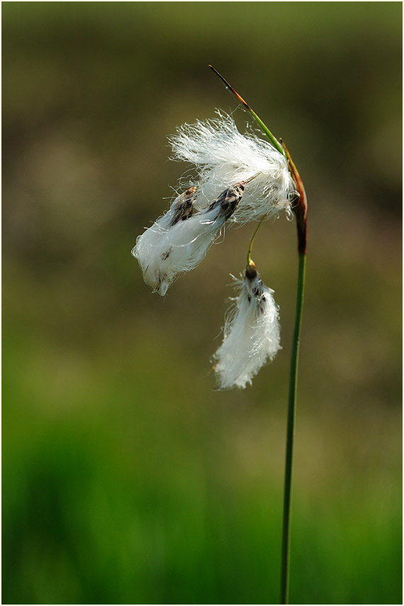 Schmalblättrige Wollgras (Eriophorum angustifolium)