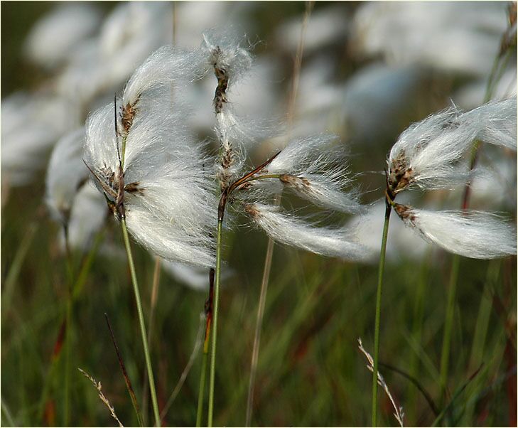 Wollgras (Eriophorum)