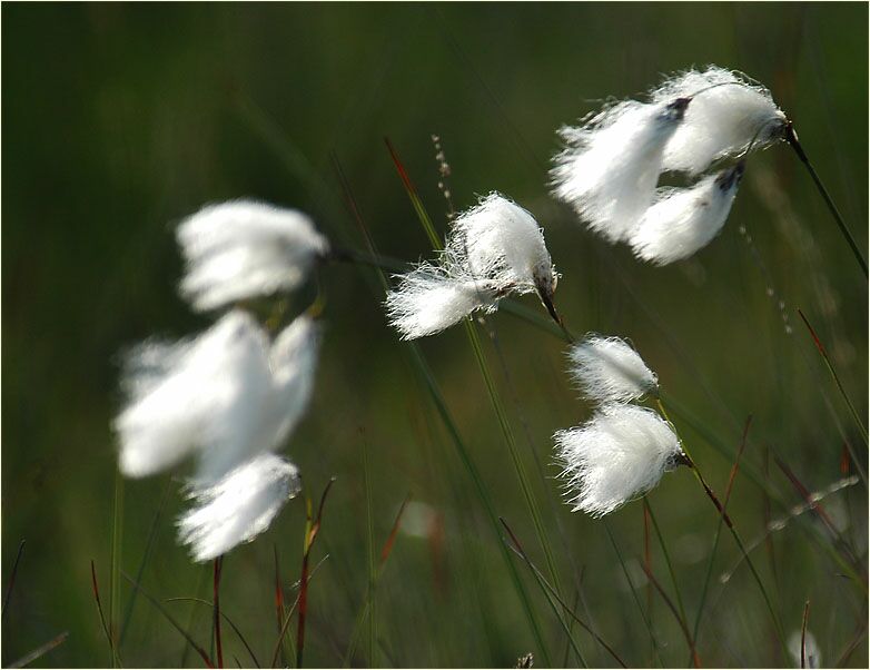 Wollgras (Eriophorum)