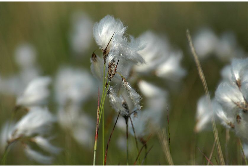 Wollgras (Eriophorum)