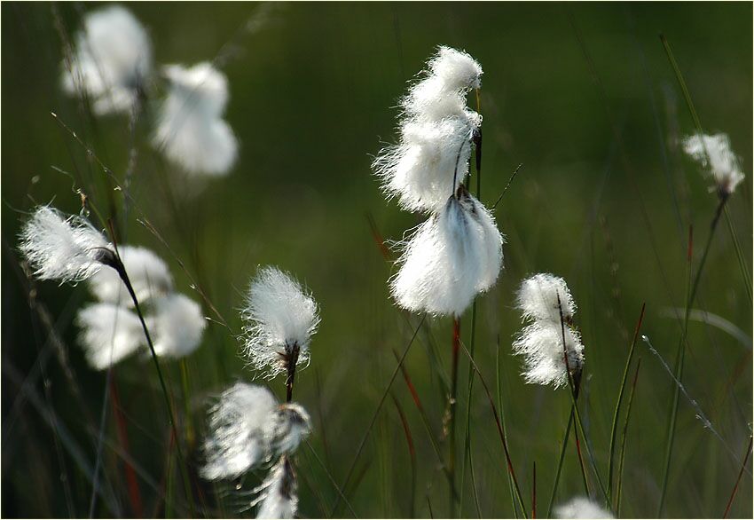 Wollgras (Eriophorum)