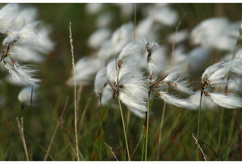 Wollgras (Eriophorum)