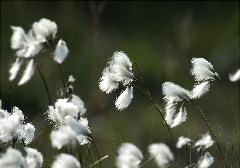 Wollgras (Eriophorum)