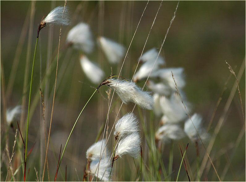 Schmalblättrige Wollgras (Eriophorum angustifolium)