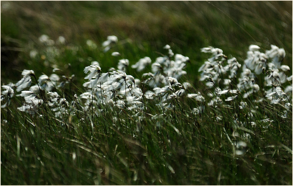 Schmalblättrige Wollgras (Eriophorum angustifolium)