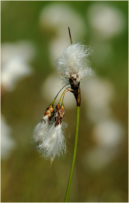 Schmalblättrige Wollgras (Eriophorum angustifolium)