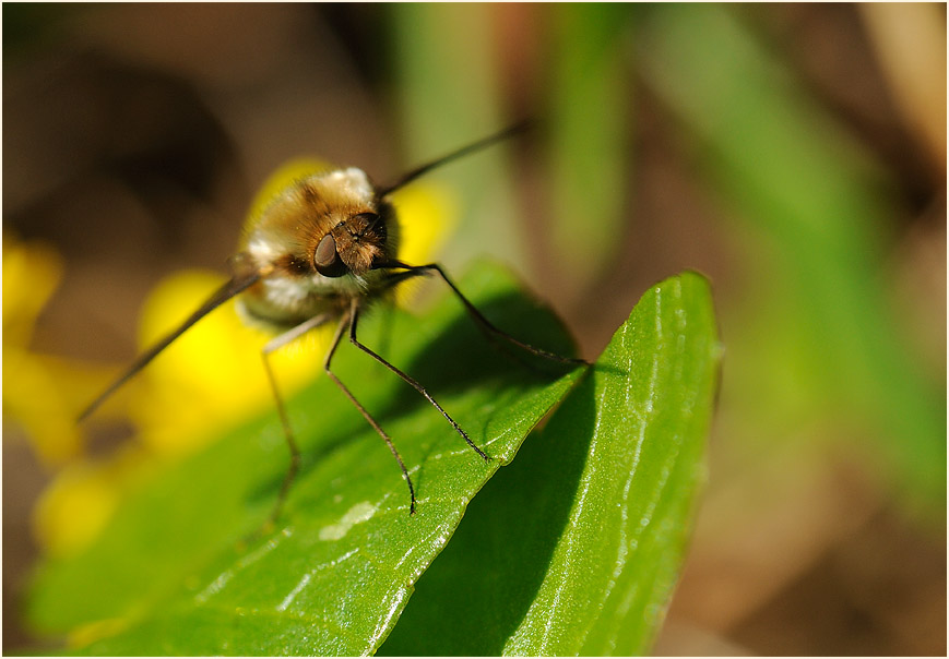 Wollschweber (Bombyliidae)