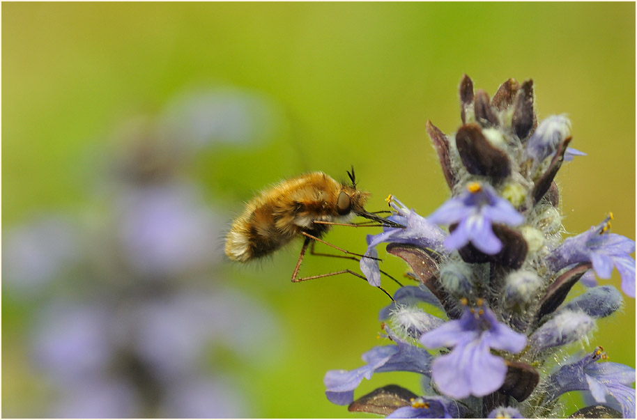 Wollschweber (Bombyliidae)