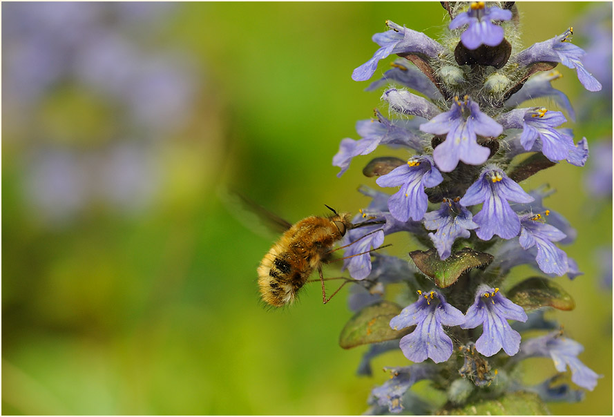 Wollschweber (Bombyliidae)