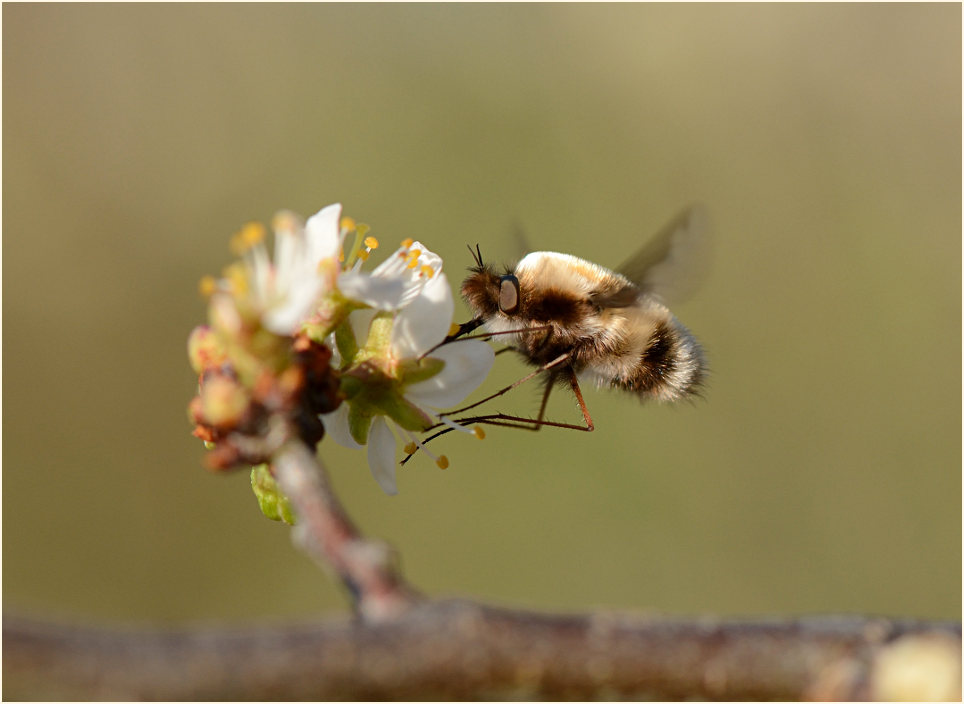 Wollschweber (Bombyliidae)