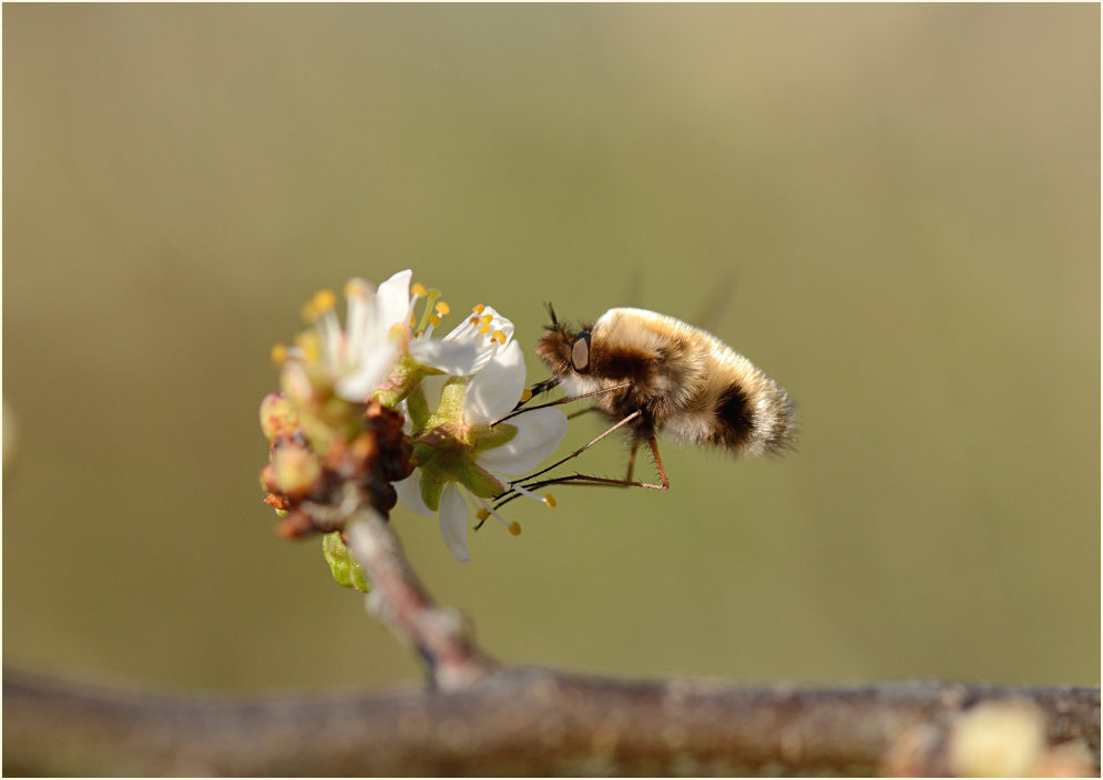Wollschweber (Bombyliidae)