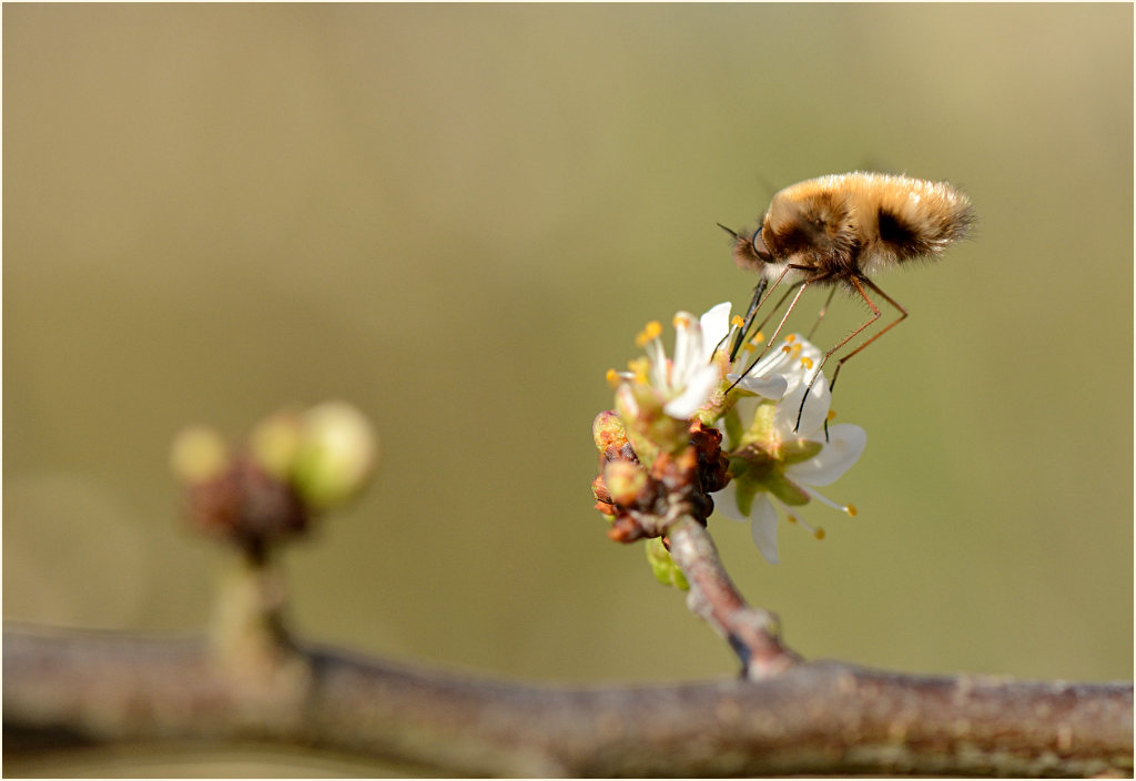 Wollschweber (Bombyliidae)
