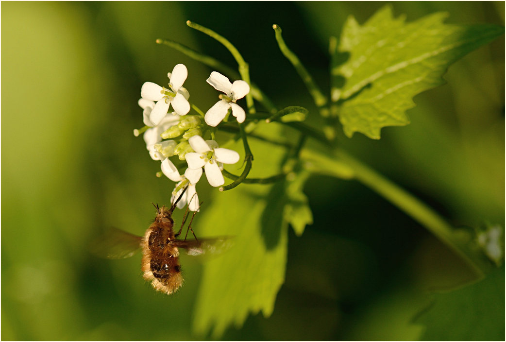 Wollschweber (Bombyliidae)