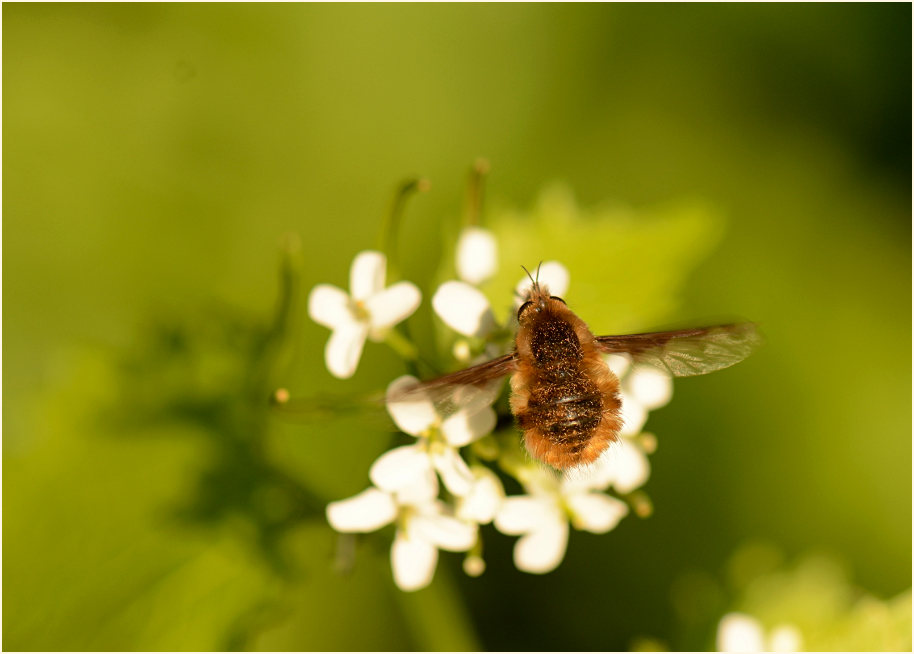 Wollschweber (Bombyliidae)