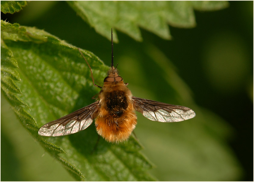 Wollschweber (Bombyliidae)