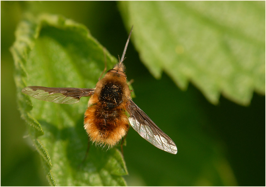 Wollschweber (Bombyliidae)