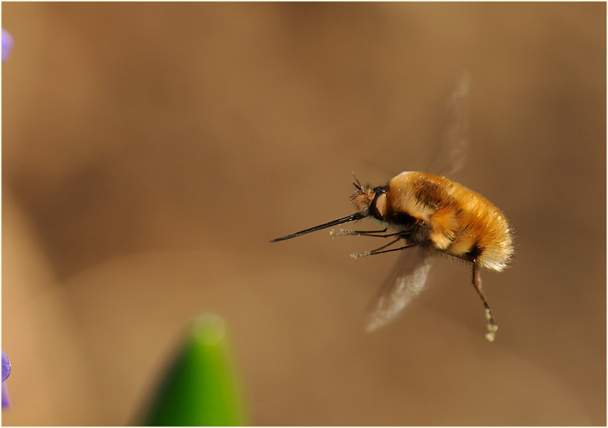 Wollschweber (Bombyliidae)