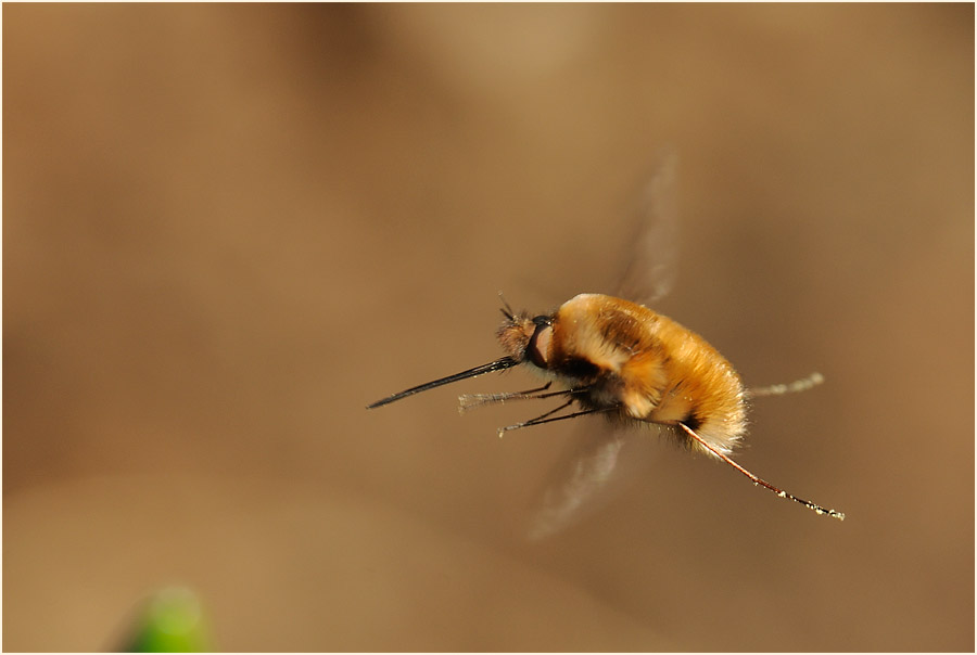 Wollschweber (Bombyliidae)