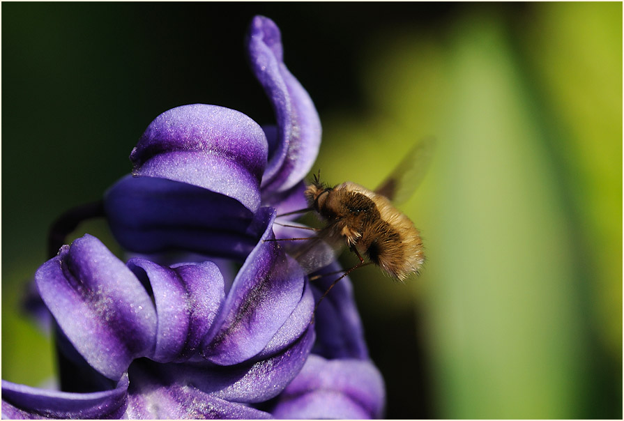 Wollschweber (Bombyliidae)