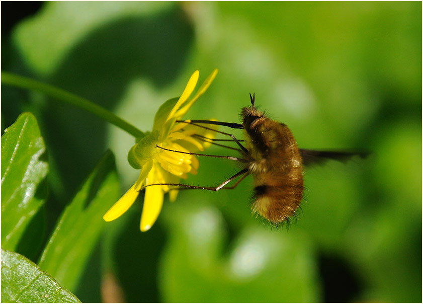 Wollschweber (Bombyliidae)