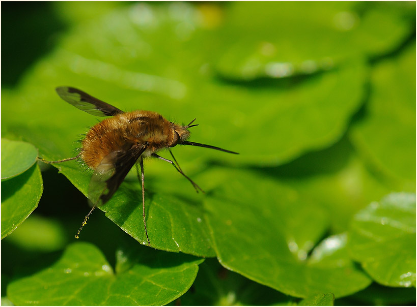 Wollschweber (Bombyliidae)