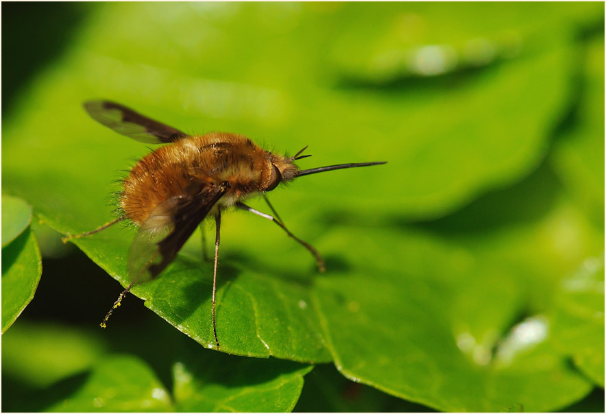 Wollschweber (Bombyliidae)