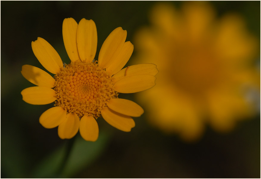 Saat-Wucherblume (Chrysanthemum segetum)