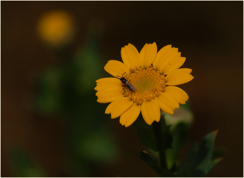 Saat-Wucherblume (Chrysanthemum segetum)