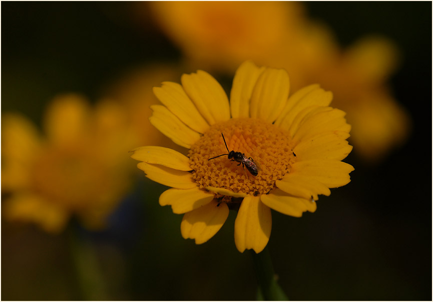 Saat-Wucherblume (Chrysanthemum segetum)