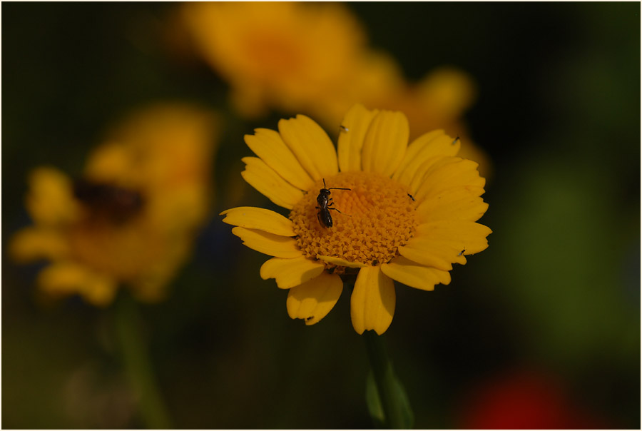 Saat-Wucherblume (Chrysanthemum segetum)