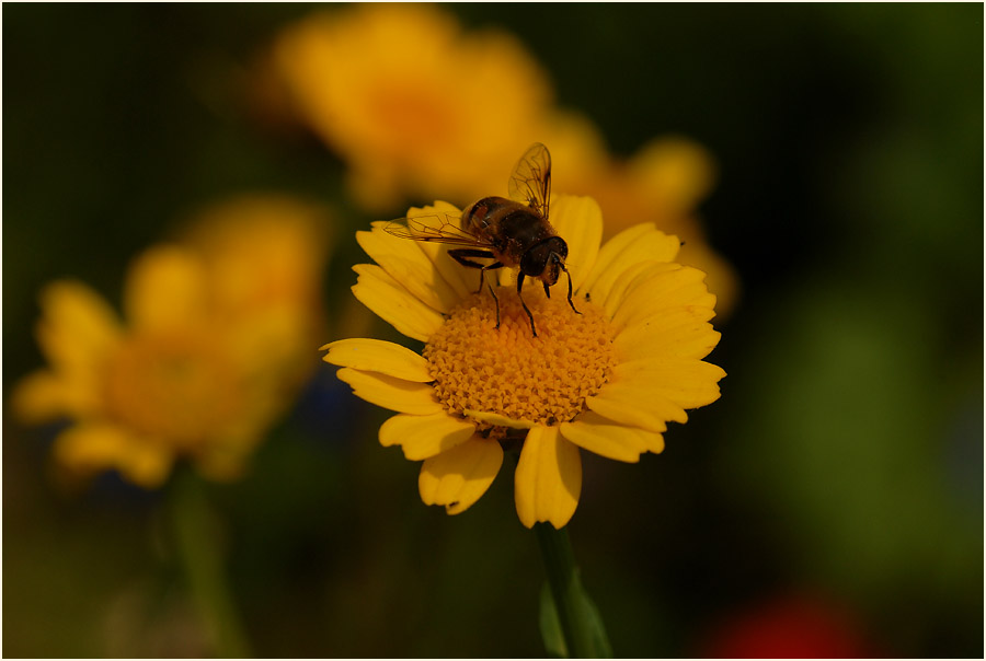 Saat-Wucherblume (Chrysanthemum segetum)