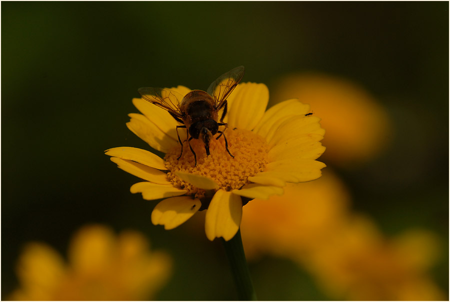 Saat-Wucherblume (Chrysanthemum segetum)