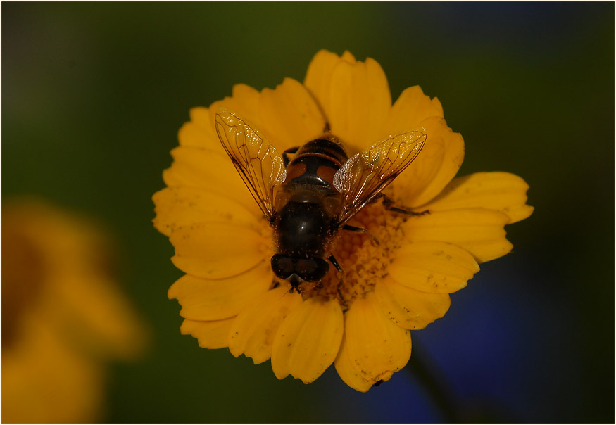 Saat-Wucherblume (Chrysanthemum segetum)