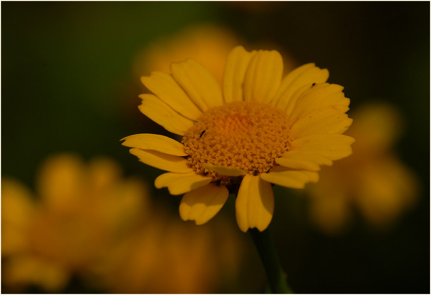 Saat-Wucherblume (Chrysanthemum segetum)