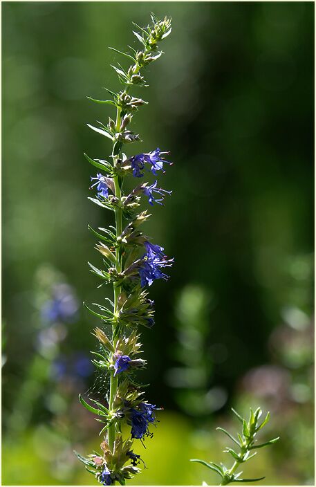 Ysop (Hyssopus officinalis)