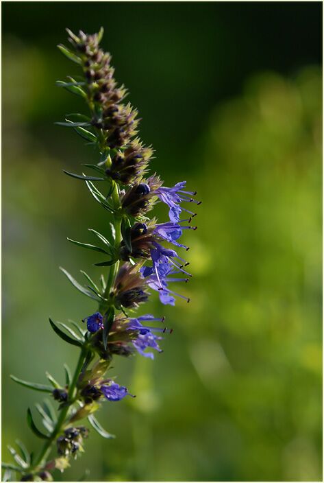 Ysop (Hyssopus officinalis)