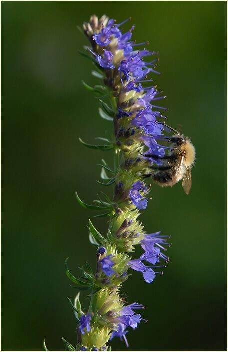 Ysop (Hyssopus officinalis)