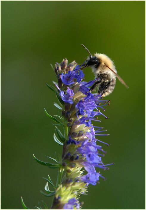 Ysop (Hyssopus officinalis)