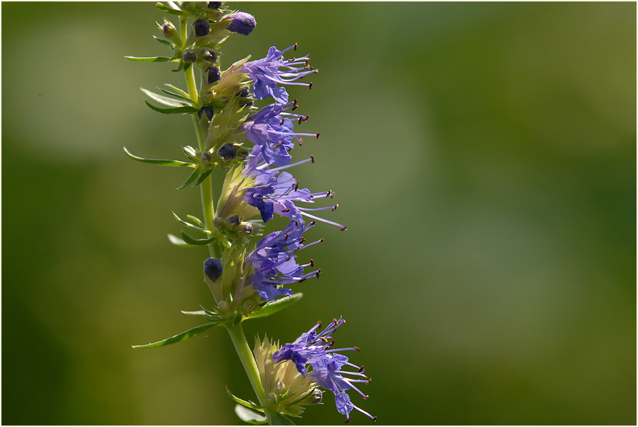 Ysop (Hyssopus officinalis)