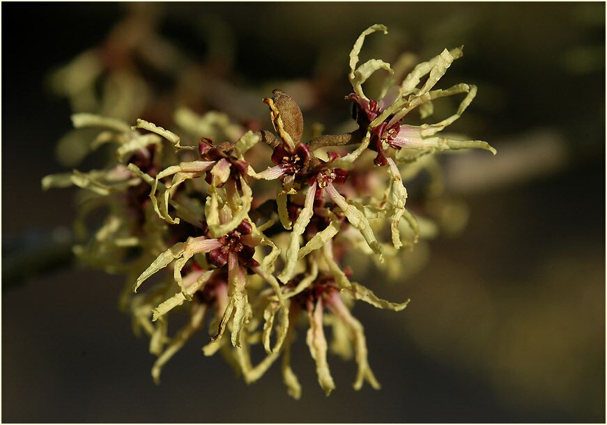 Zaubernuss (Hamamelis)