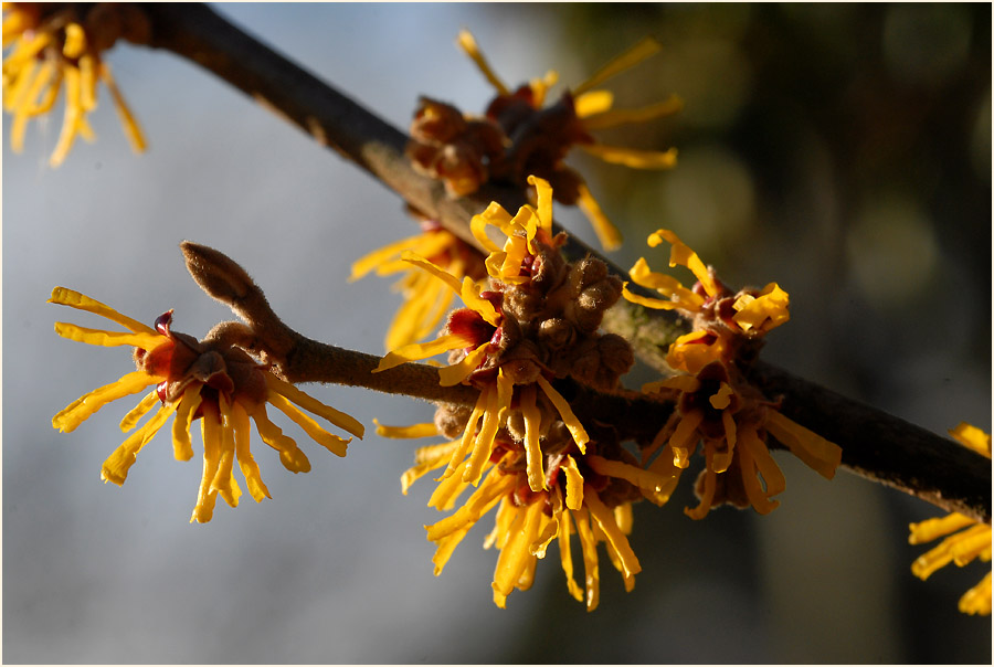 Zaubernuss (Hamamelis)