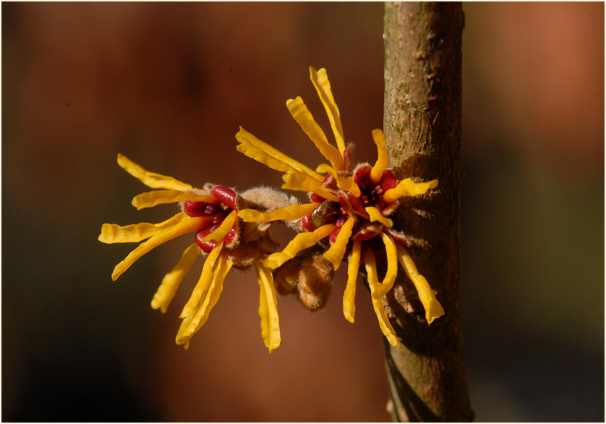 Zaubernuss (Hamamelis)