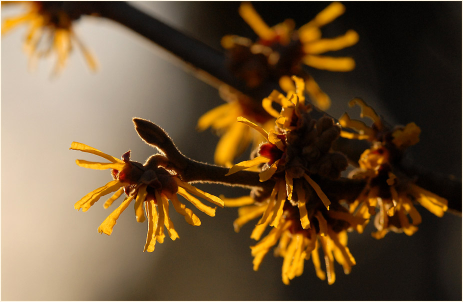 Zaubernuss (Hamamelis)