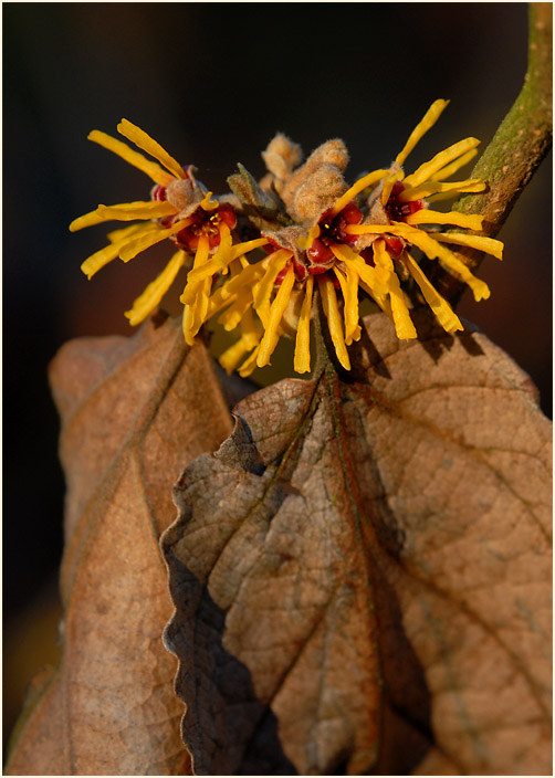 Zaubernuss (Hamamelis)