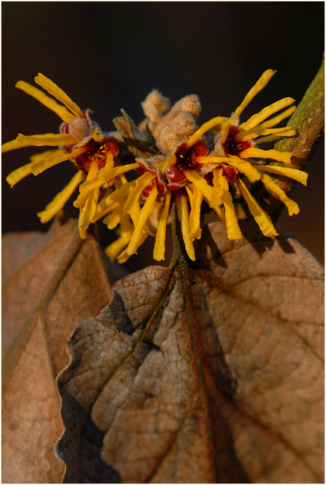 Zaubernuss (Hamamelis)
