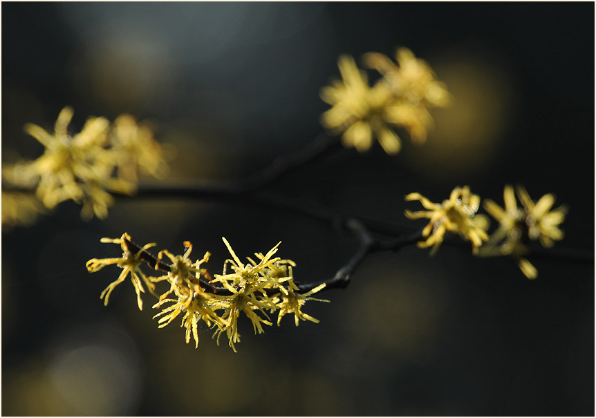 Zaubernuss (Hamamelis)